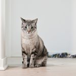 a cat sitting on the floor