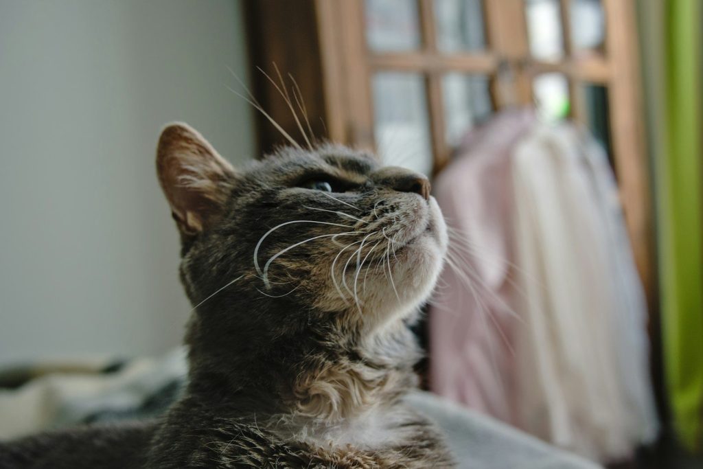 A cat looks upward intently.
