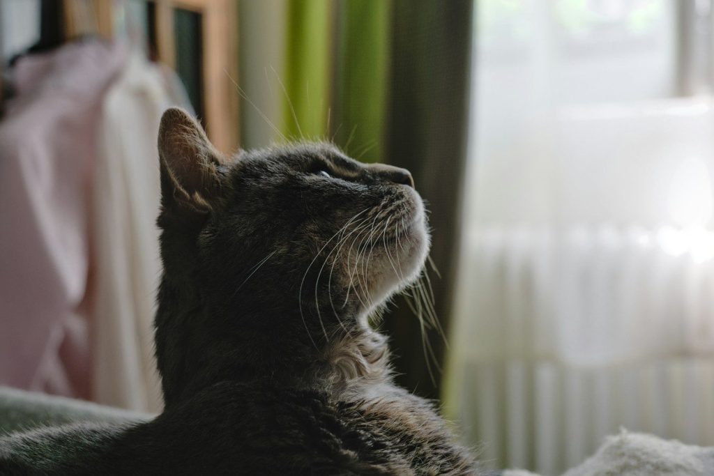 A cat looks upward with hope.