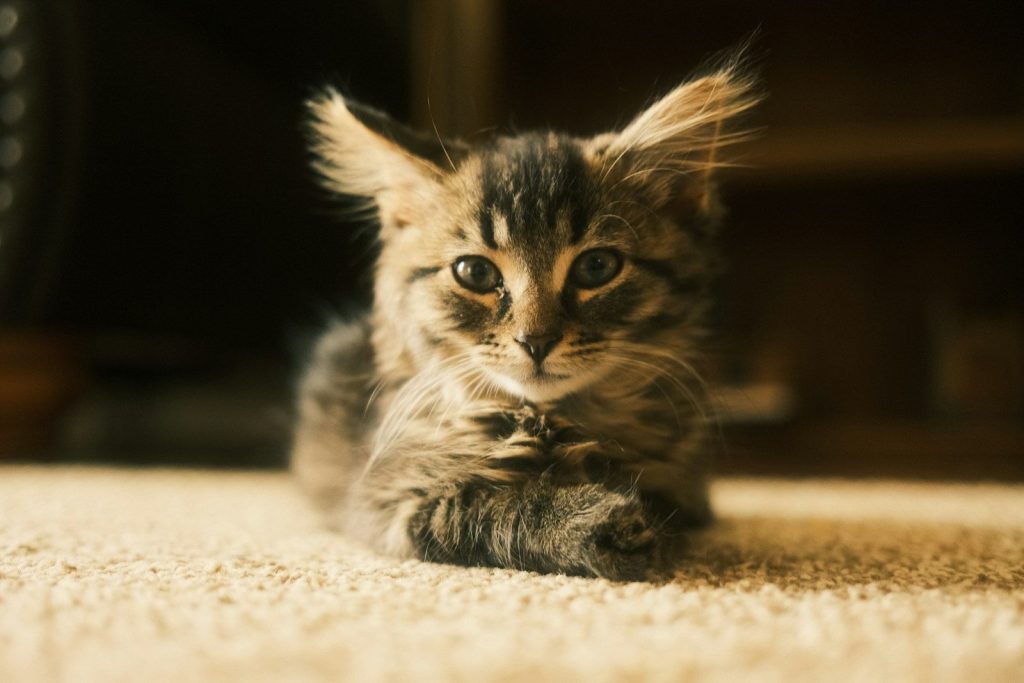 A fluffy kitten is posed, looking directly at you.