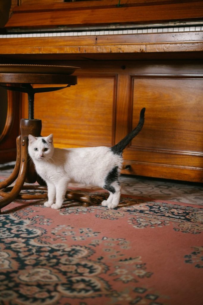 A white cat with black markings stands near a piano.