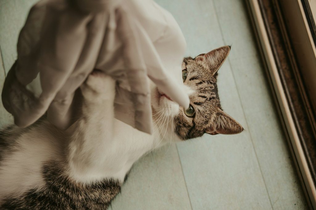 a cat laying on its back on the floor