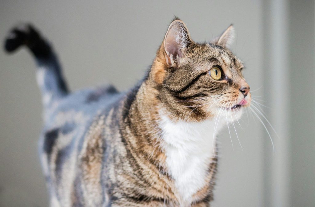 brown tabby cat on blue textile