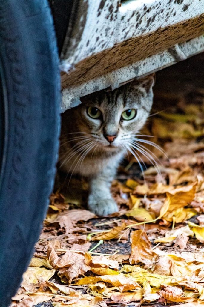 a cat hiding under a car on the ground