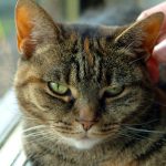 a close up of a person petting a cat