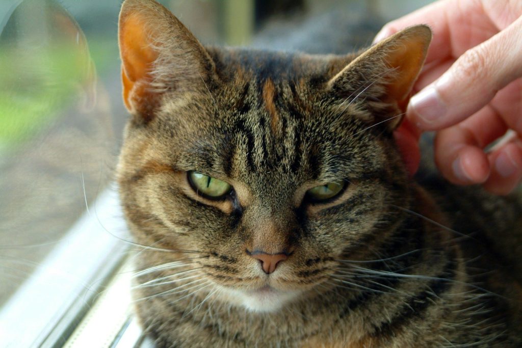 a close up of a person petting a cat