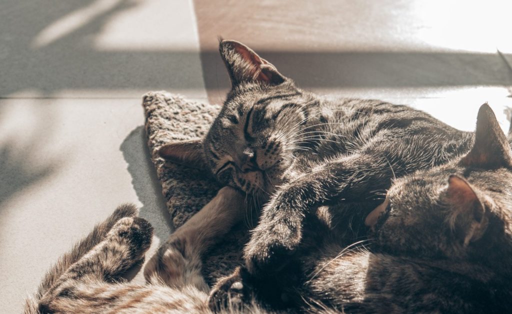 Two tabby cats sleeping in the sun.