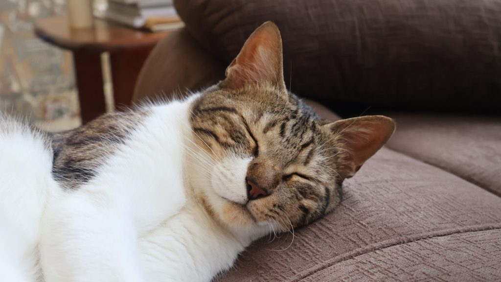 A cat laying on a couch with its eyes closed