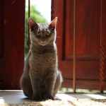 a cat sitting on the floor in front of a red door