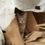 a cat sitting inside of a cardboard box