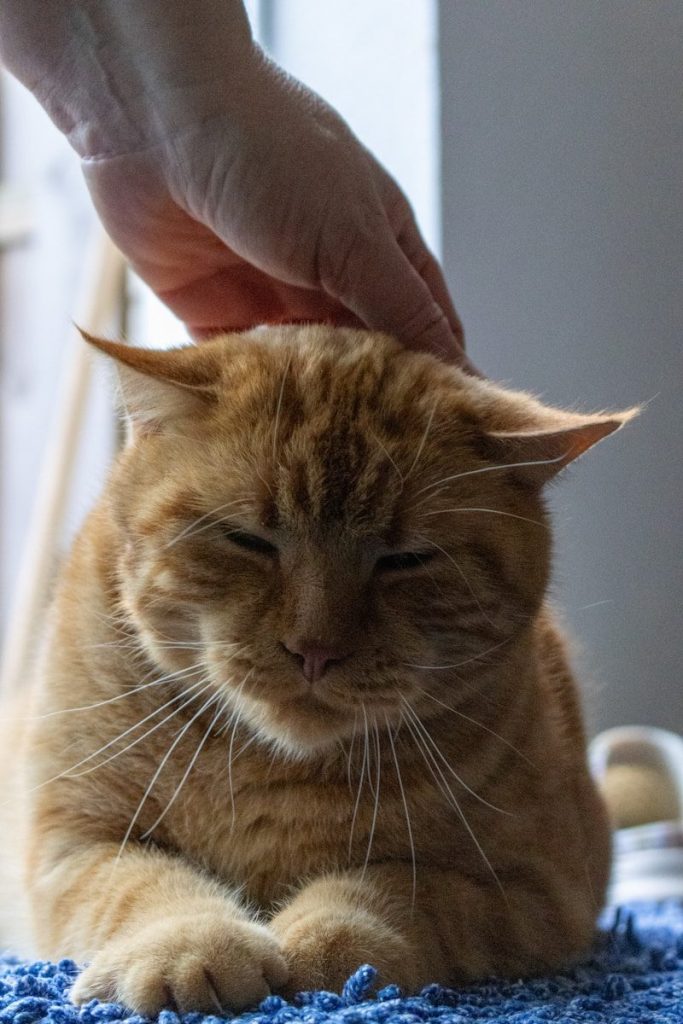 A hand gently petting an orange tabby cat.