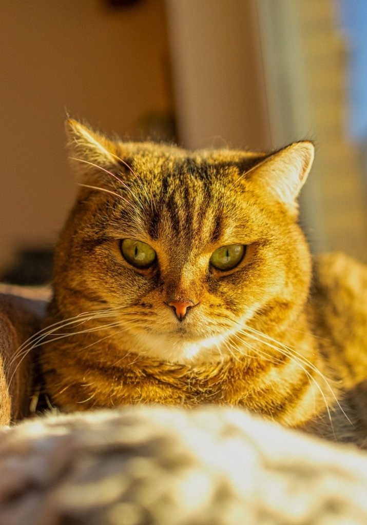 a close up of a cat laying on a bed