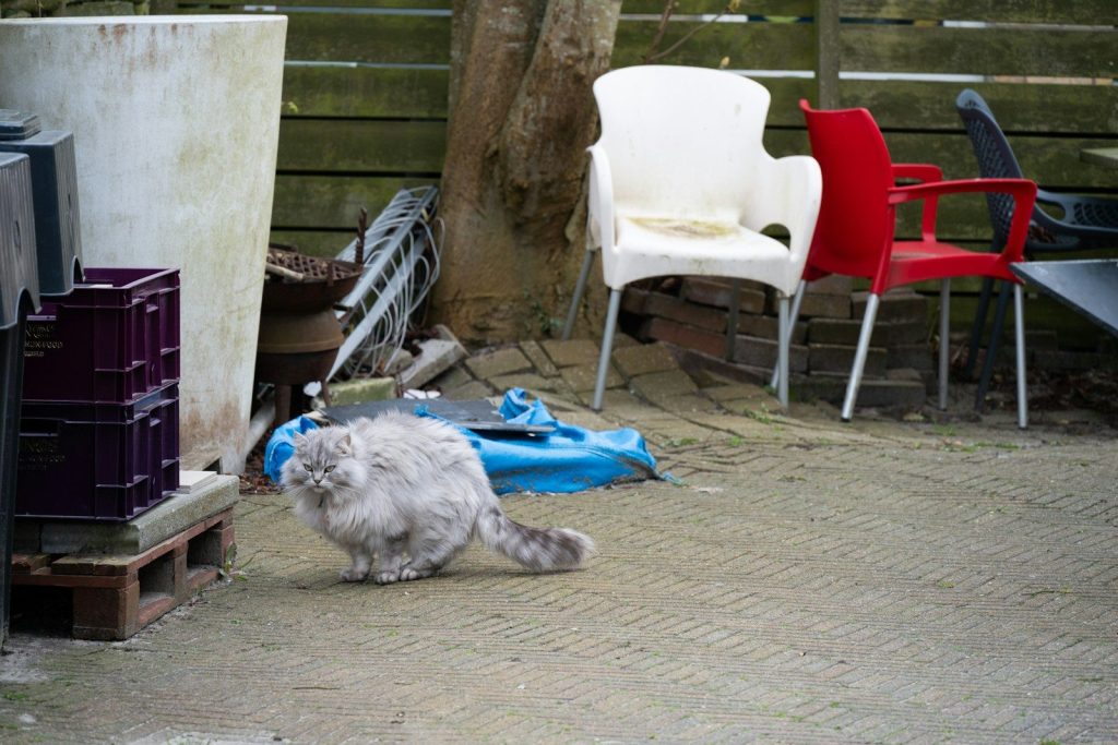 A fluffy grey cat wears a blue cone outdoors.