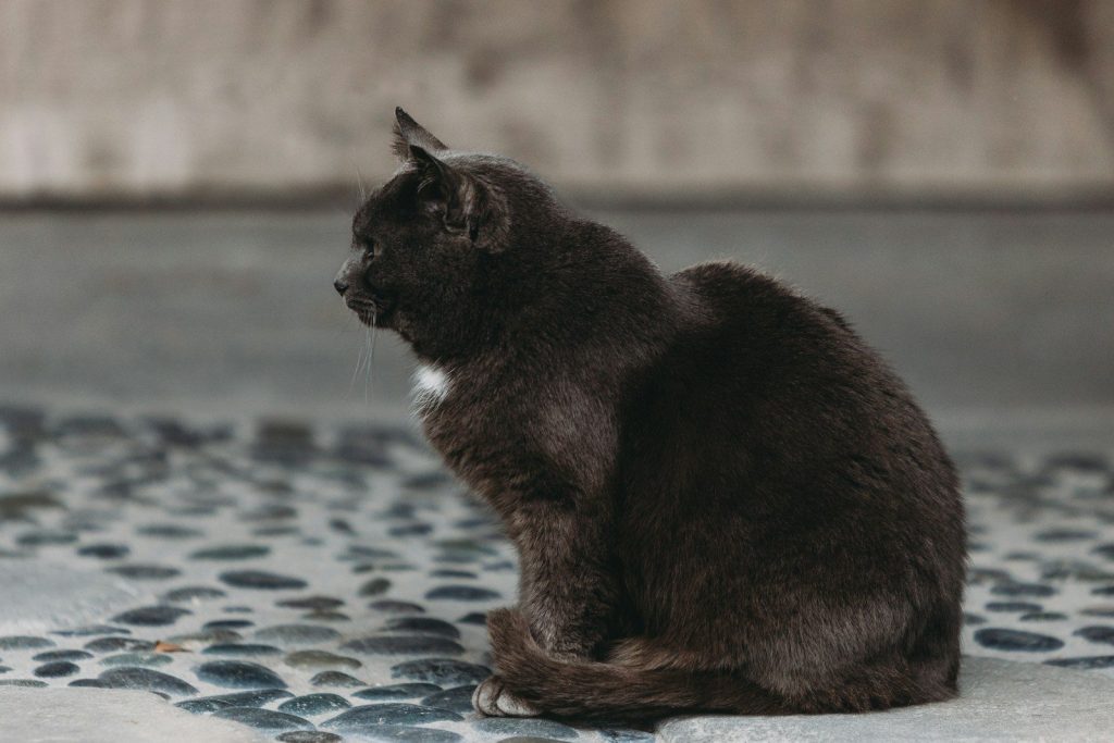 a black and white cat sitting on the ground