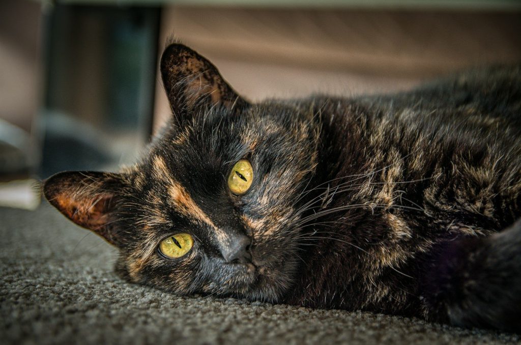 A close up of a cat laying on the ground