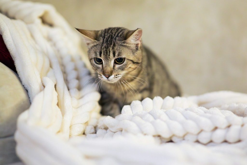 A tabby cat sits on a fluffy white blanket.