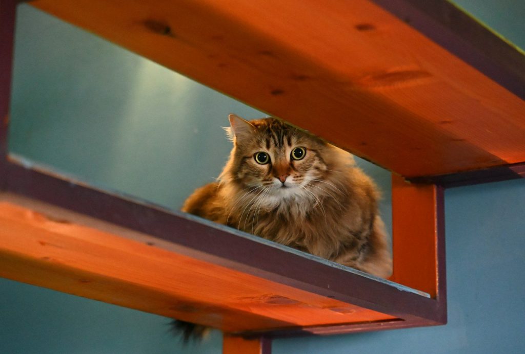 a cat sitting on a shelf