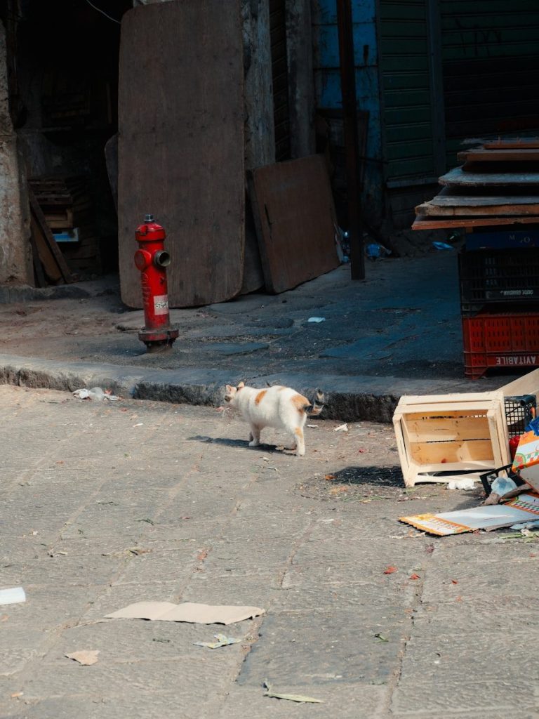 A cat walks down a debris-strewn alleyway.