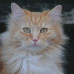 an orange and white cat with blue eyes