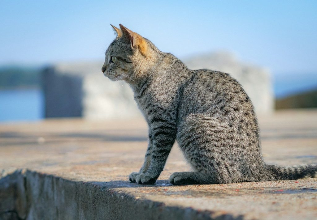 a cat sitting on a ledge looking at something