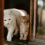 A white cat and kitten by the window.
