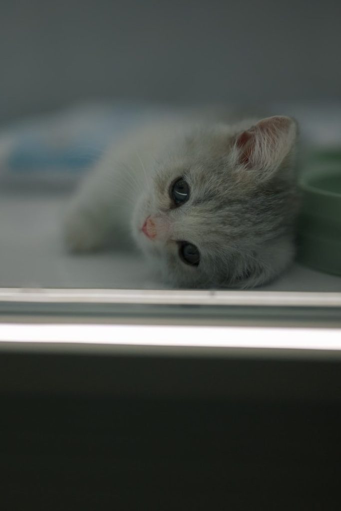 A small white kitten with blue eyes lies down.