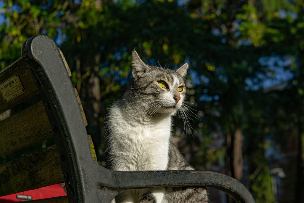 A tabby cat sits on a park bench.