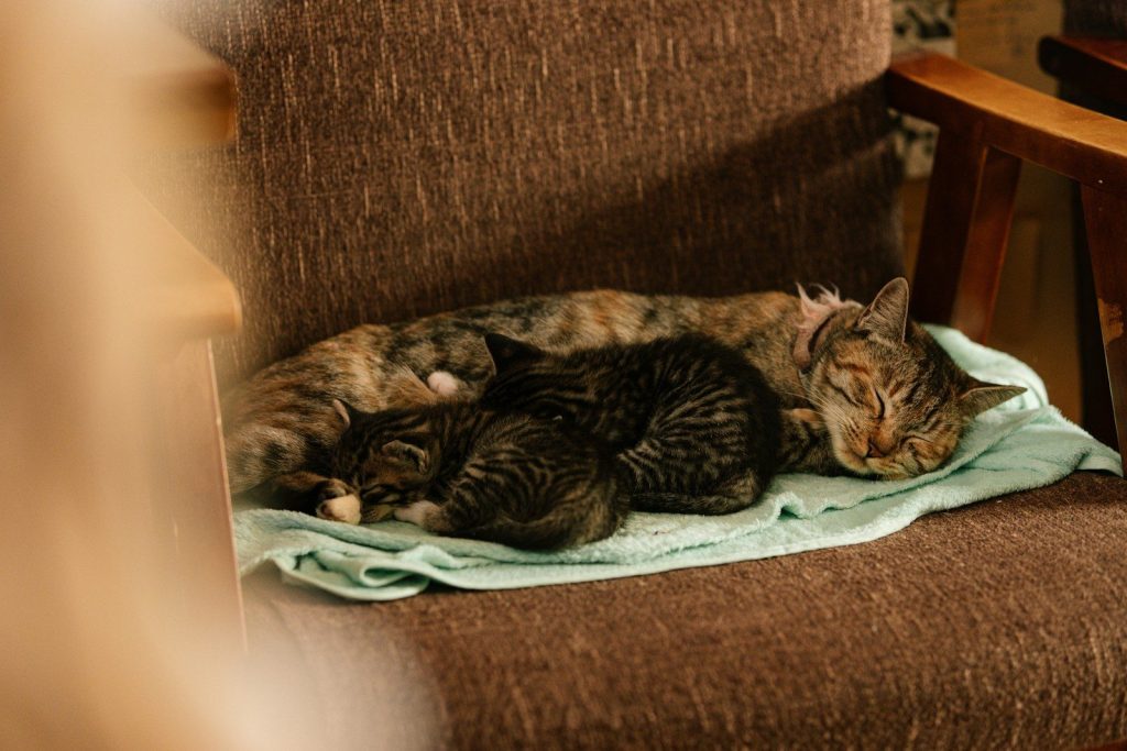 Two cats sleeping peacefully on a chair.