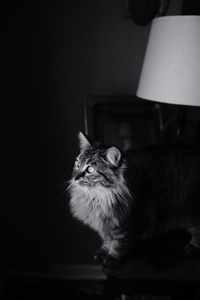 A fluffy cat sits near a lamp