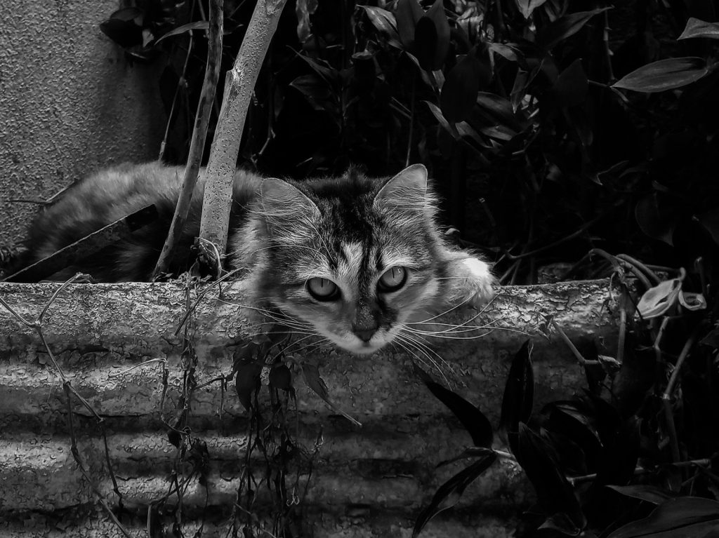 A fluffy cat resting on a concrete wall.