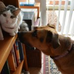tan dog near cat on bookshelf