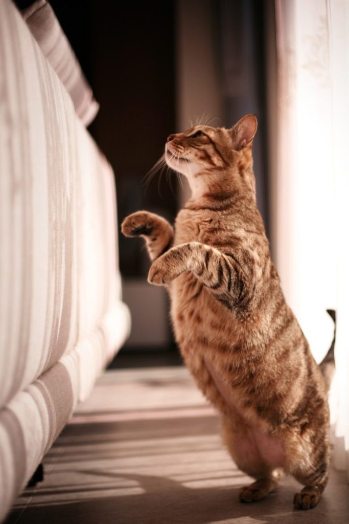 gray tabby cat on white window curtain