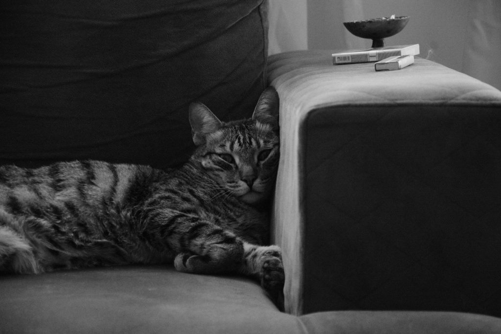 Monochrome tabby cat relaxing on a sofa.