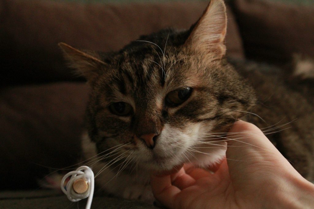 a close up of a person petting a cat