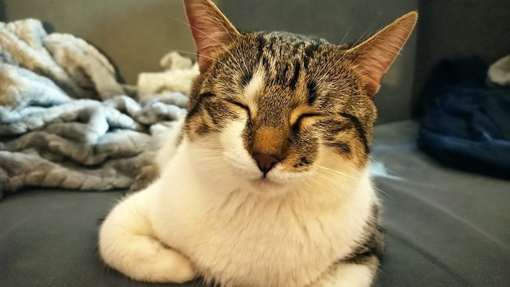 a close up of a cat laying on a bed