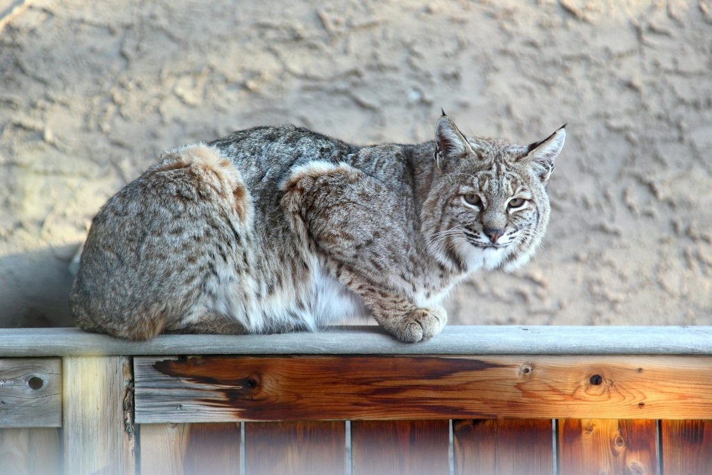 A bobcat sits perched on a wooden fence.