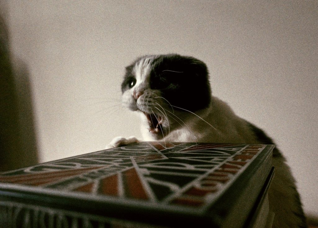 a black and white cat sitting on top of a box