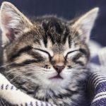 close-up photo of gray tabby cat