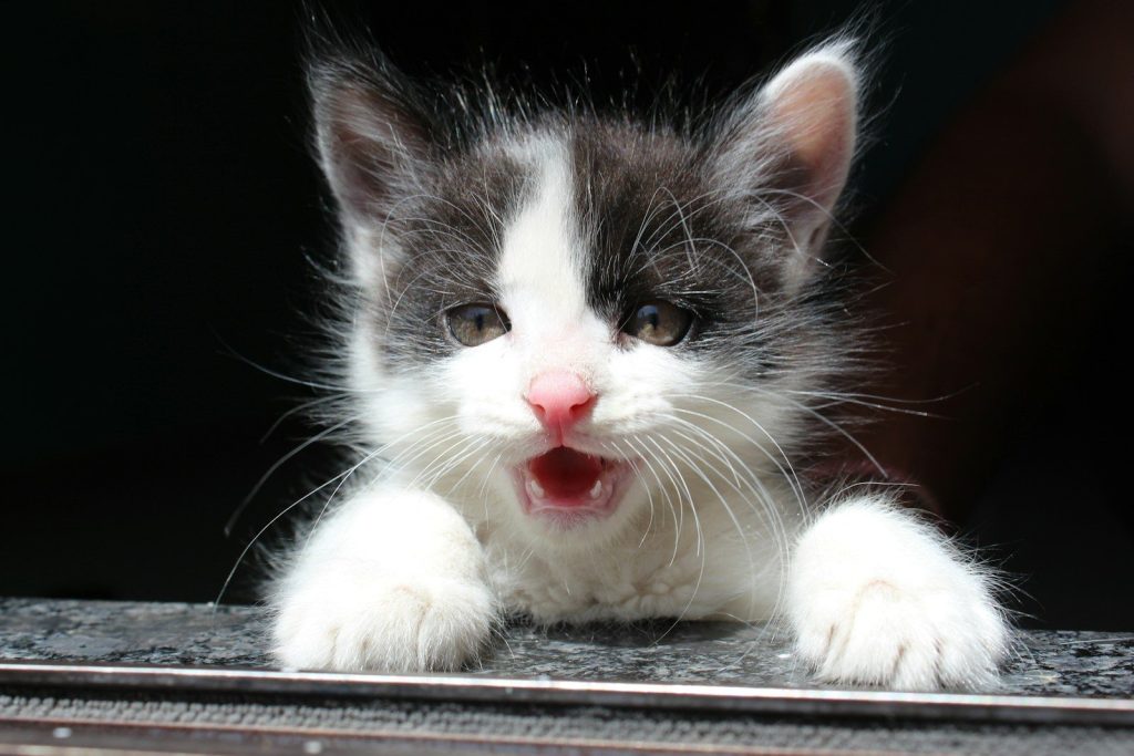 white and black cat on black table