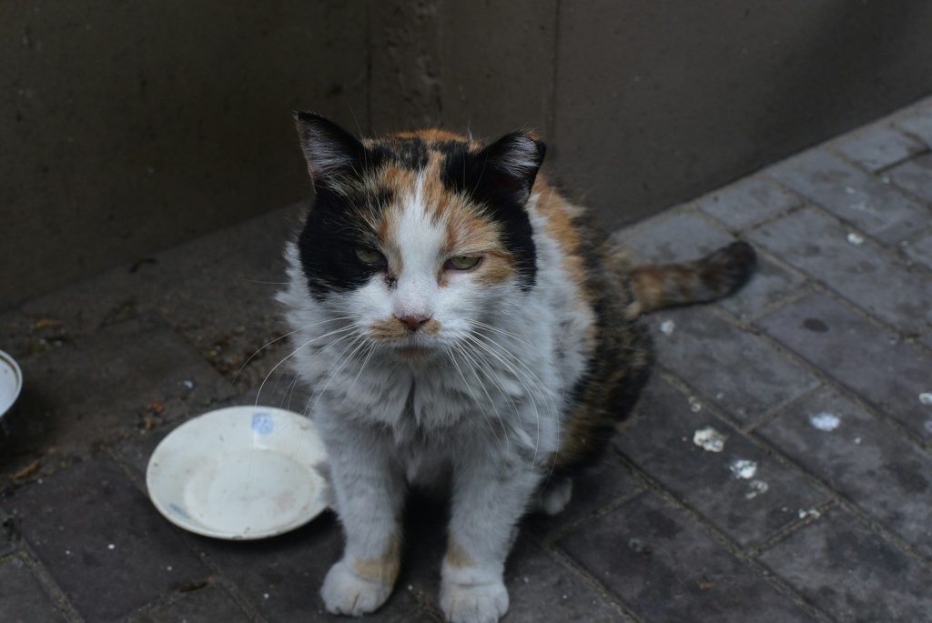 a cat sitting on a brick surface