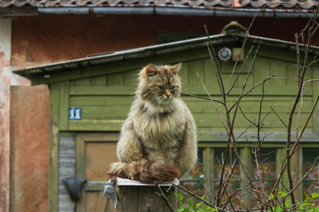 brown long fur cat on brown wooden post