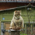 brown long fur cat on brown wooden post