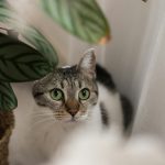 a cat sitting next to a potted plant