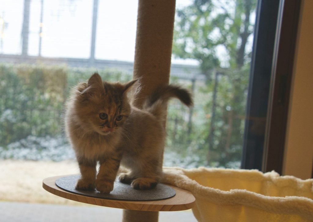 A small kitten standing on top of a scratching post