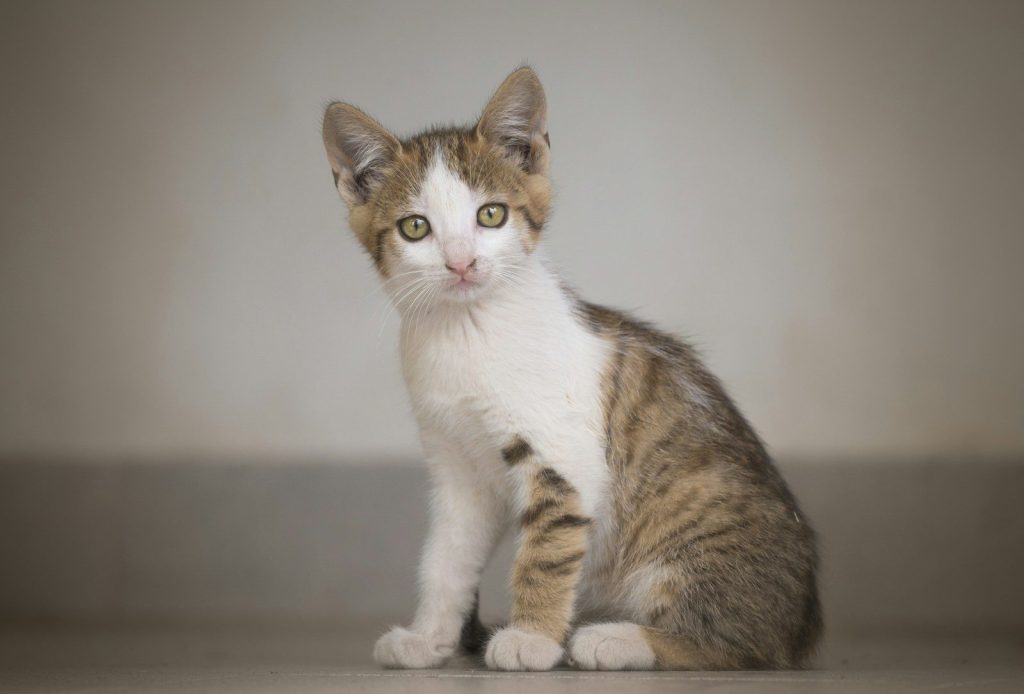 a cat sitting on the floor looking at the camera