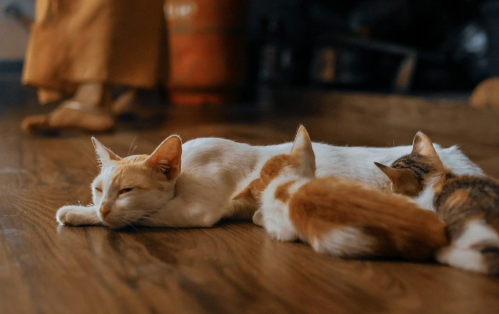 a couple of cats laying on top of a wooden floor