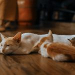 a couple of cats laying on top of a wooden floor