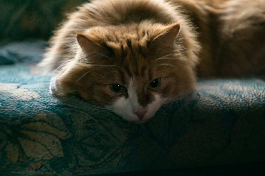 a cat lying on a blanket
