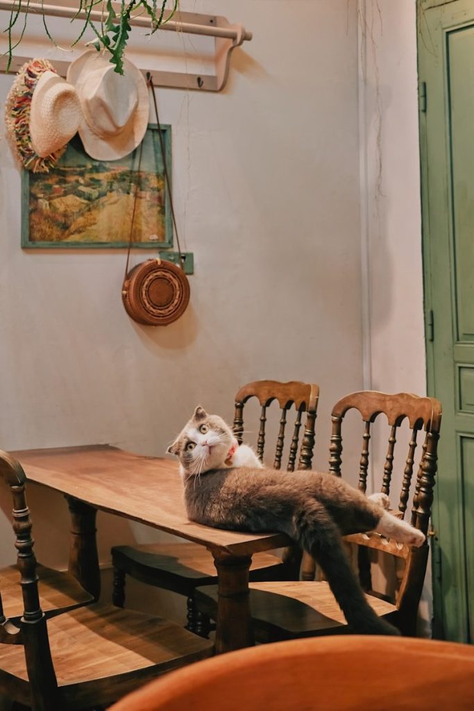 Cat lounging on a wooden table indoors.