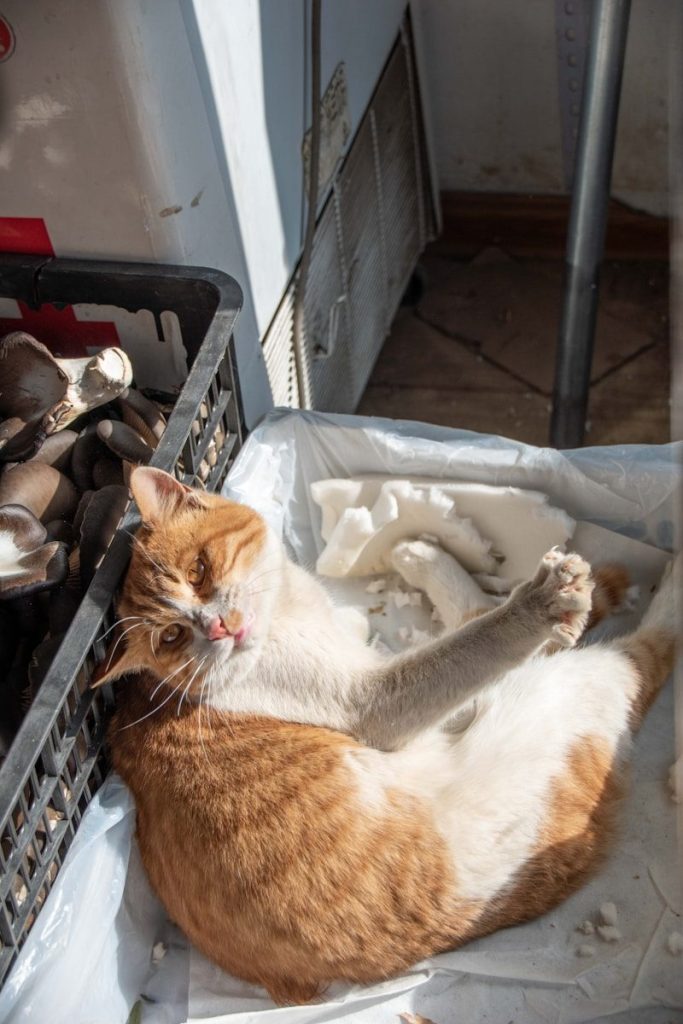 Two orange and white cats resting together